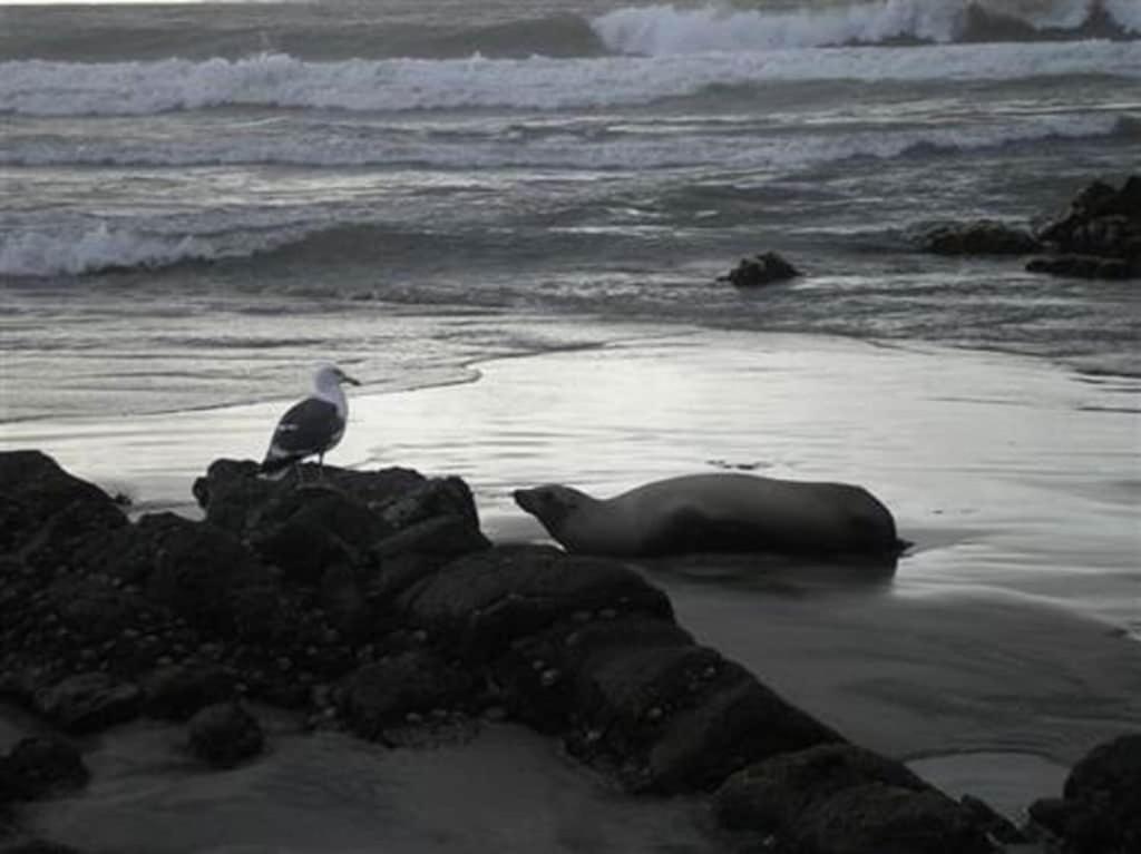'Luxury Oceanfront Penthouse With Pools, Jacuzzis And Spectacular Ocean Views' Appartement Rosarito Buitenkant foto